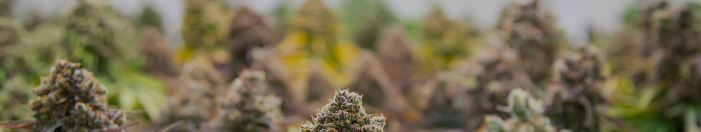 Cannabis plants budding under grow lights.